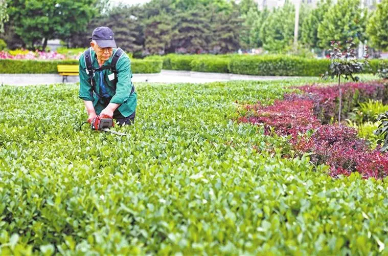 綠植養護