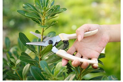 綠植花卉養護